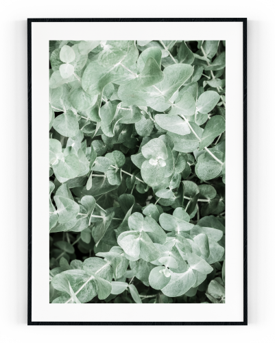Plakát / Obraz Eucalyptus