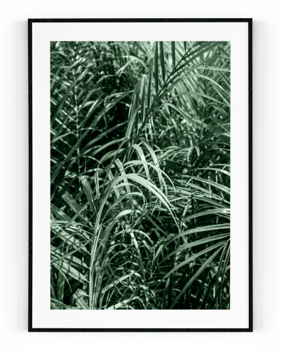 Plakát / Obraz Areka - Velikost: A4 - 21 x 29,7 cm, Materiál: Samolepící plátno, Bílý okraj: S okrajem