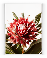 Plakát / Obraz Červená Protea