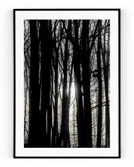 Plakát / Obraz Forest
