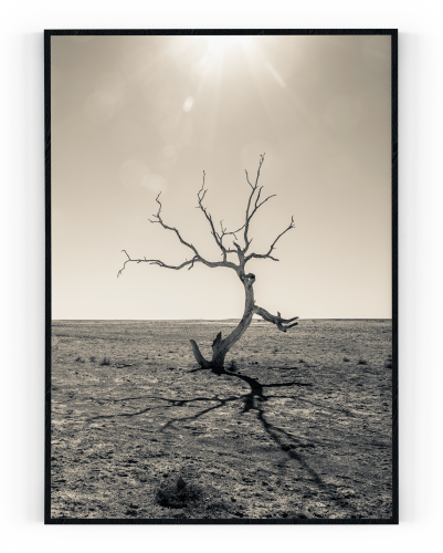 Plakát / Obraz Tree