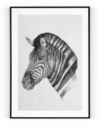 Plakát / Obraz Zebra