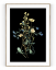 Plakát / Obraz Flowers - Velikost: 50 x 70 cm, Materiál: Pololesklý saténový papír 210 g/m²