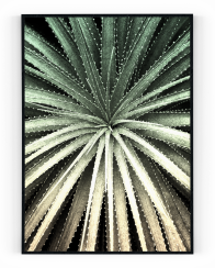Plakát / Obraz Cactus
