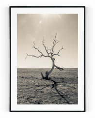 Plakát / Obraz Tree