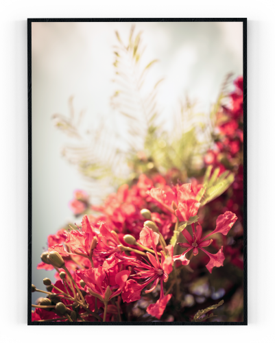 Plakát / Obraz Bloom - Rozměr: 61 x 91,5 cm, Materiál: Pololesklý saténový papír, Bílý okraj: Bez okraje