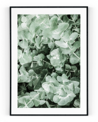 Plakát / Obraz Eucalyptus