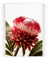 Plakát / Obraz Rozkvetlá Protea