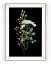 Plakát / Obraz Flowers - Velikost: A4 - 21 x 29,7 cm, Materiál: Pololesklý saténový papír