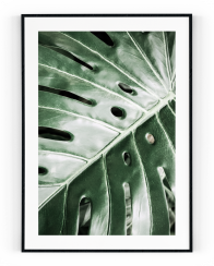Plakát / Obraz Monstera