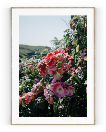 Plakát / Obraz Balsamina - Rozměr: 40 x 50 cm, Materiál: Pololesklý saténový papír