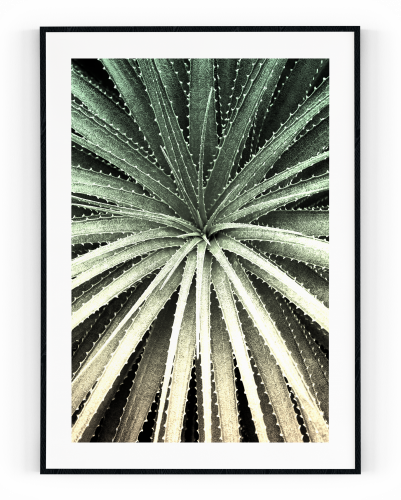 Plakát / Obraz Cactus - Velikost: 30 x 40 cm, Materiál: Samolepící plátno, Bílý okraj: S okrajem
