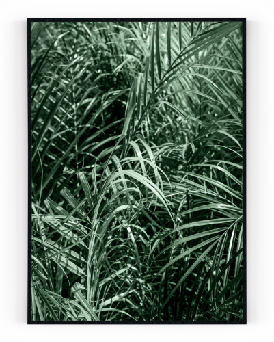 Plakát / Obraz Areka - Velikost: 50 x 70 cm, Materiál: Samolepící plátno, Bílý okraj: S okrajem