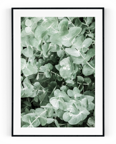 Plakát / Obraz Eucalyptus - Velikost: 30 x 40 cm, Materiál: Pololesklý saténový papír, Bílý okraj: Bez okraje