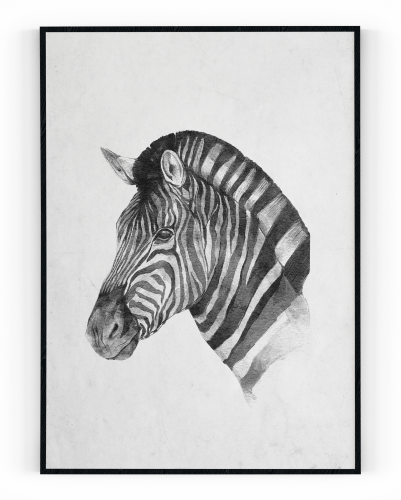 Plakát / Obraz Zebra