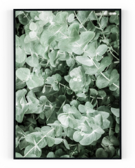 Plakát / Obraz Eucalyptus