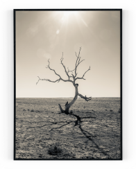 Plakát / Obraz Tree