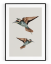 Plakát / Obraz Two Bird - Velikost: A4 - 21 x 29,7 cm, Materiál: Tiskové plátno, Bílý okraj: S okrajem