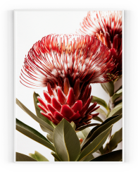 Plakát / Obraz Květy Protea