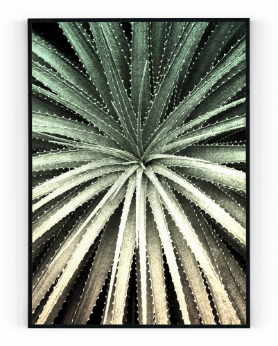 Plakát / Obraz Cactus - Rozměr: A4 - 21 x 29,7 cm, Materiál: Pololesklý saténový papír, Bílý okraj: S bílým okrajem