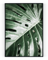 Plakát / Obraz Monstera