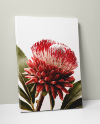Plakát / Obraz Rozkvetlá Protea