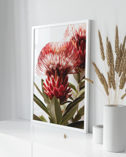 Plakát / Obraz Květy Protea