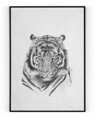 Plakát / Obraz Tygr