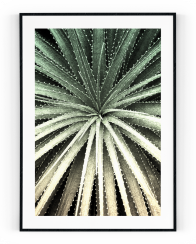 Plakát / Obraz Cactus