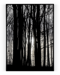 Plakát / Obraz Forest