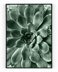 Plakát / Obraz Kaktusový květ