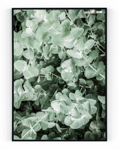 Plakát / Obraz Eucalyptus - Velikost: A4 - 21 x 29,7 cm, Materiál: Pololesklý saténový papír 210 g/m², Bílý okraj: S okrajem