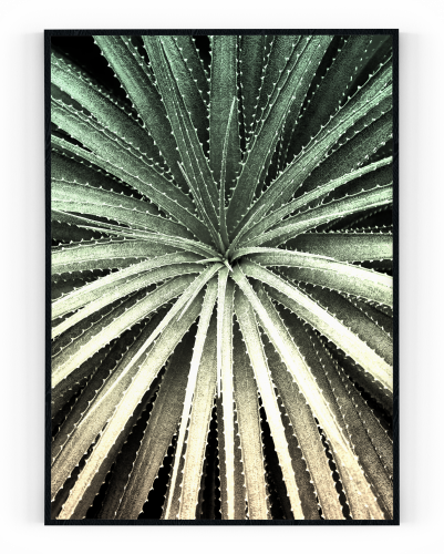 Plakát / Obraz Cactus - Velikost: 50 x 70 cm, Materiál: Pololesklý saténový papír, Bílý okraj: S okrajem