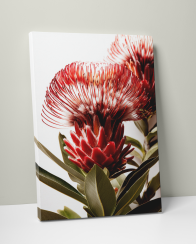 Plakát / Obraz Květy Protea