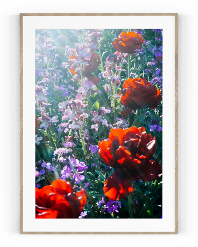 Plakát / Obraz Tulipa